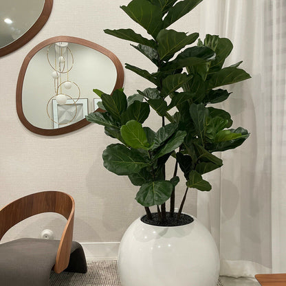 White Globe Vase 30" with Fiddle Tree