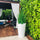 Cobra Grass Planter (4 Feet) with Belle L
