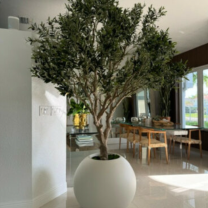 Olive tree in matte beige pot