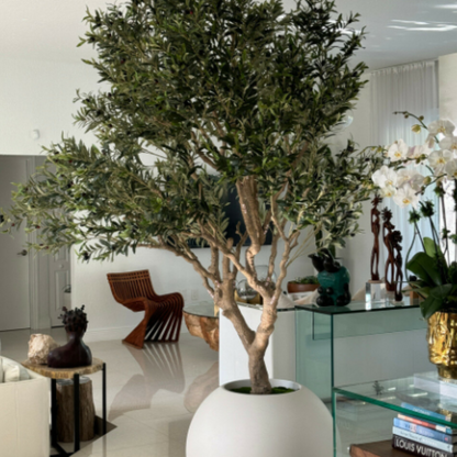 Olive tree in matte beige pot