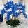 Bowl Avenue with Blue Phalaenopsis Orchids