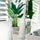 Bird of Paradise Plant (2.1 m) in Stainless Steel Cube Vase – Size M