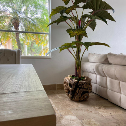 Large Teak Wood Bowl with Alocasia Plant