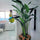 Large Teak Root Vase with Large Bird of Paradise