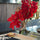 Red Cymbidiums in Moon Vase