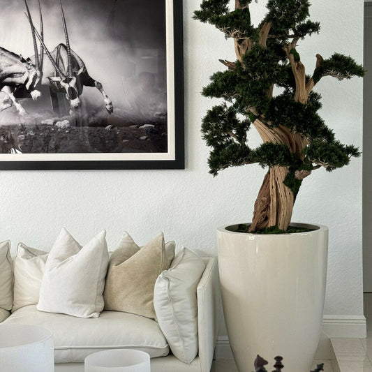 Large Bonsai in Brannan Pot