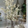 Cherry Blossoms in 40 cm Glass Cylinder