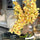 Yellow Cymbidium Orchids in Moon Vase