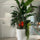 Bright White Brannan Tropical Plant Mix